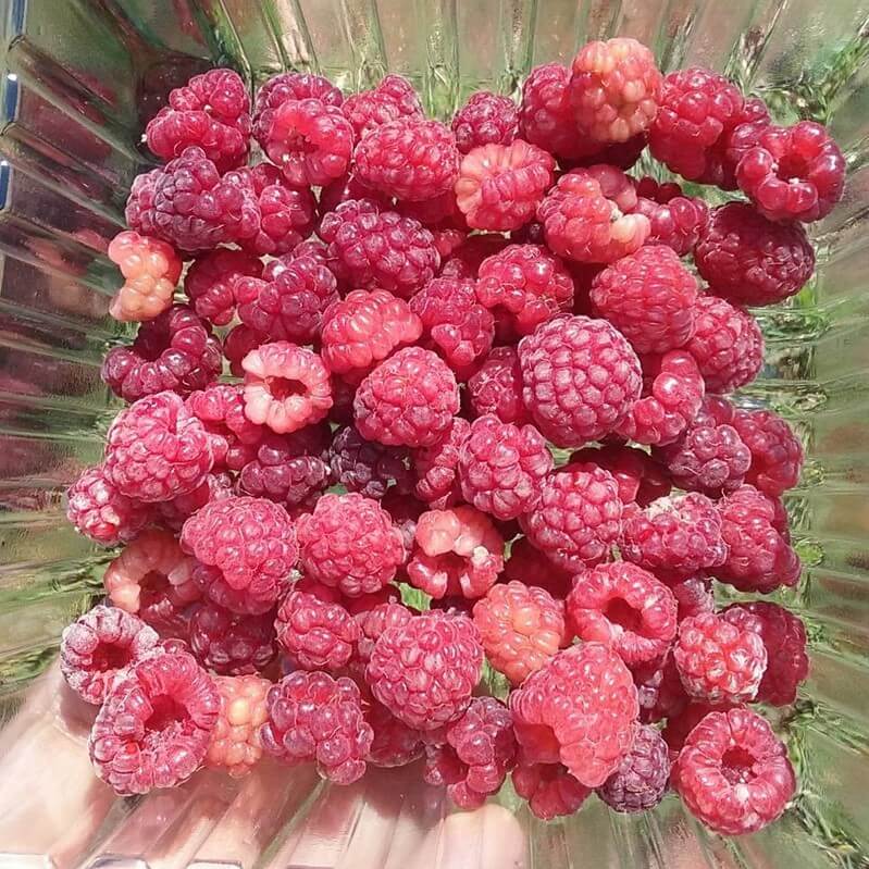 2018 01 12 Nowthen Raspberries Minnesota Grown