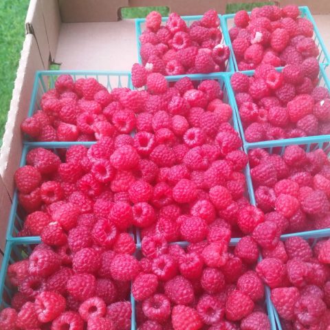 Cartons of freshly picked raspberries