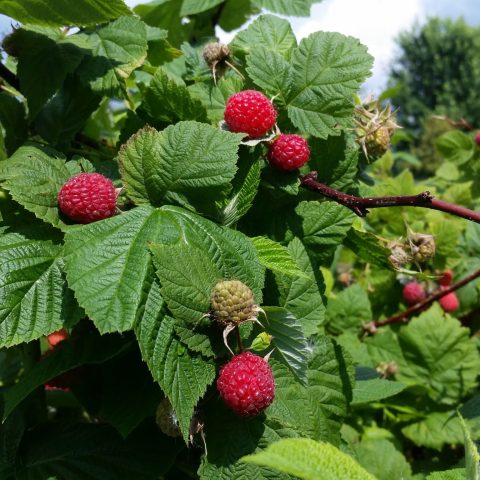 Raspberries on the bush