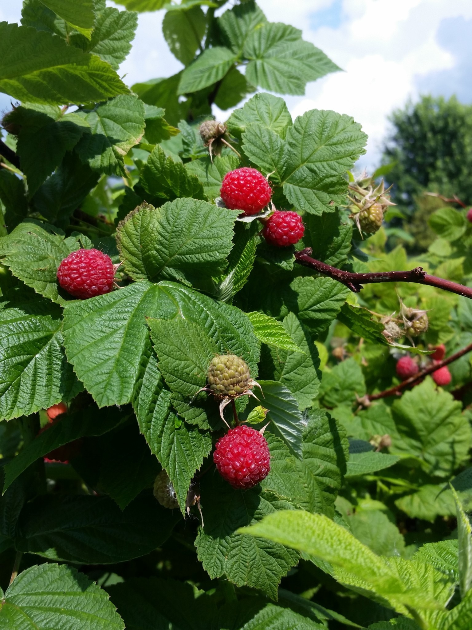 2018 02 14 Submitted Jonesey Berry Farm Raspberries Raspberries on the bush