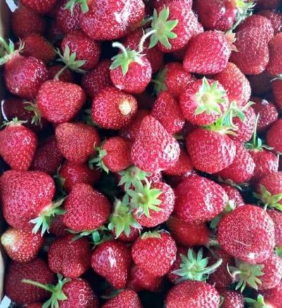 Closeup of many picked red strawberries