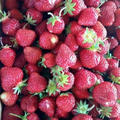 Closeup of many picked red strawberries