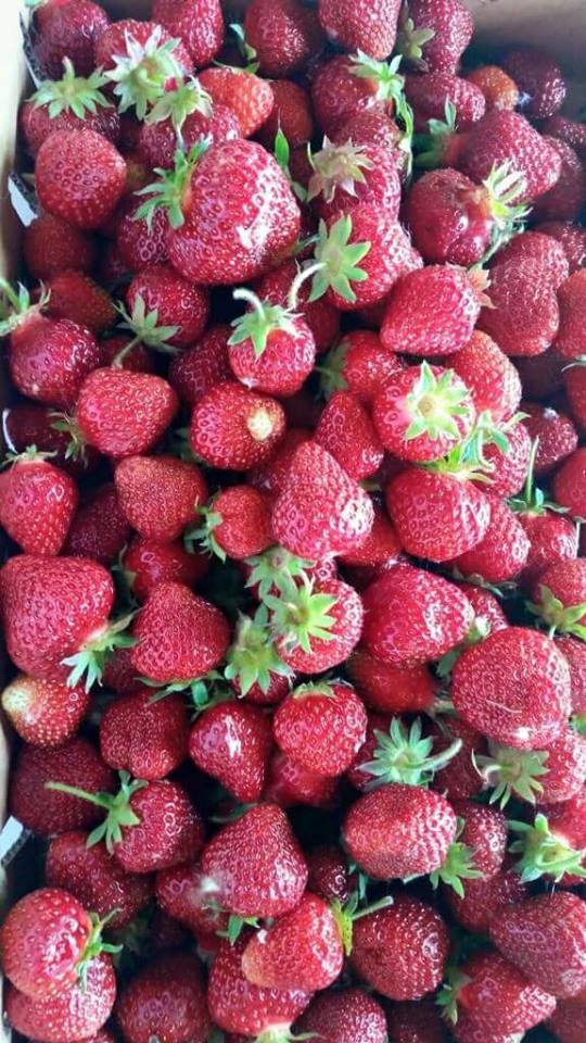 Closeup of many picked red strawberries