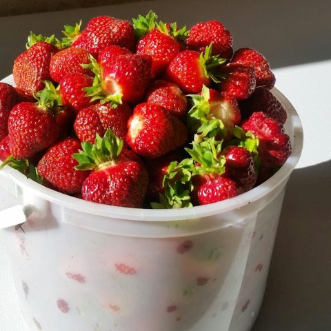 Picked strawberries in an ice cream pail