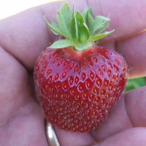 Close up of vibrant red strawberry