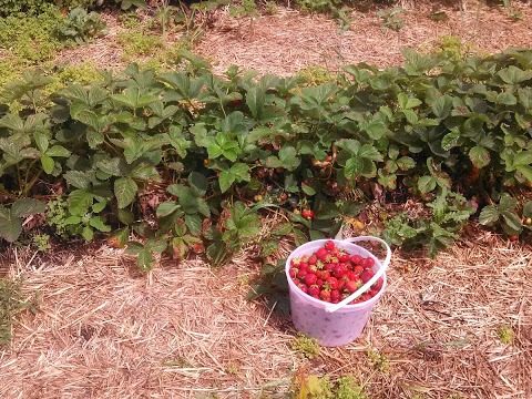 Bucket of strawberries beside a row of strawberry plants