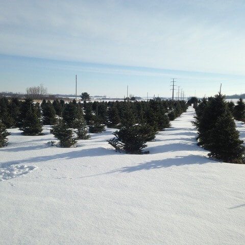 Rows of trees in the field with snow on the ground