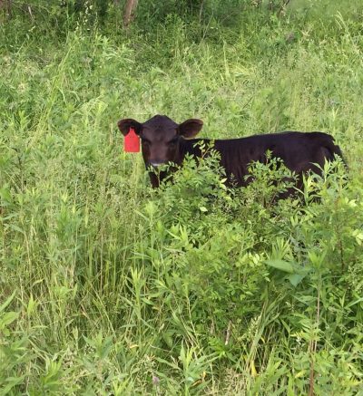 Calf in the pasture