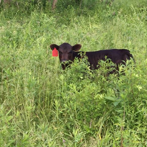 Calf in the pasture