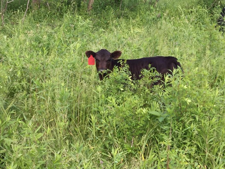 Calf in the pasture