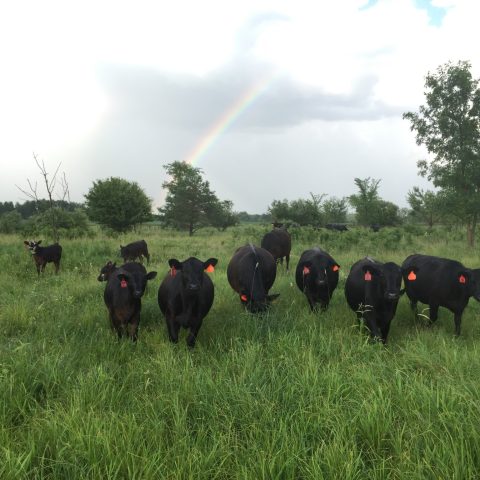 Cows on pasture, rainbow in the background