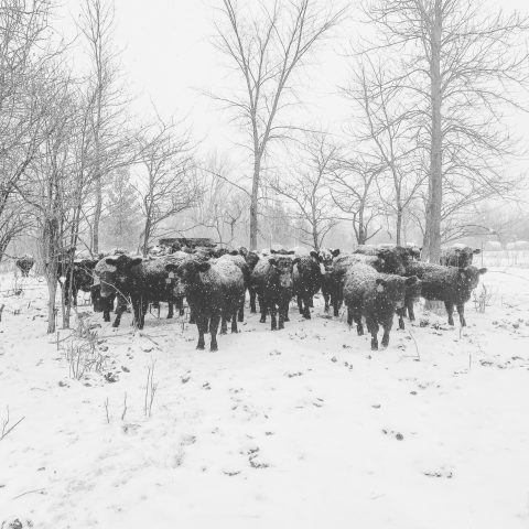 steers in the winter