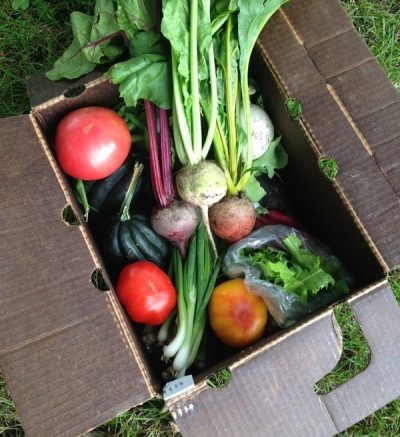 CSA box with tomatoes, squash, and greens