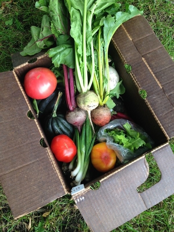 CSA box with tomatoes, squash, and greens