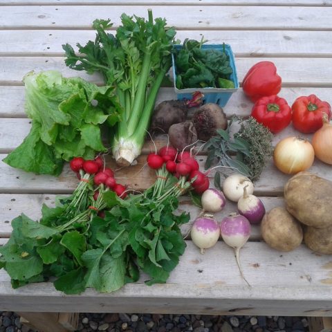 CSA share with radishes, red onions, red bell peppers, yellow onions, lettuce, and potatoes