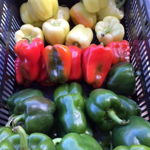 Three colors of bell peppers in a basket: yellow, red and green.