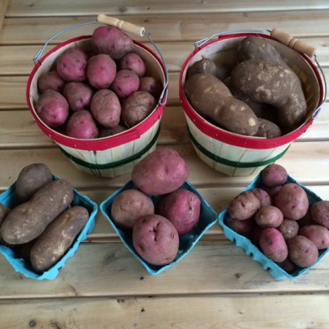 Potatoes in baskets: russet and red.