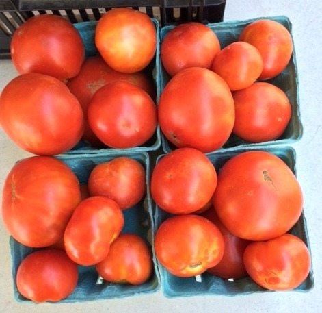 freshly picked tomatoes