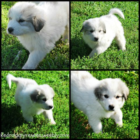 Collage of white great pyrenees puppy running in the grass