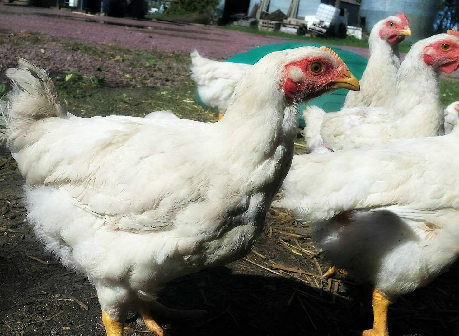 2018 02 16 Submitted Klein Farms chickens Minnesota Grown