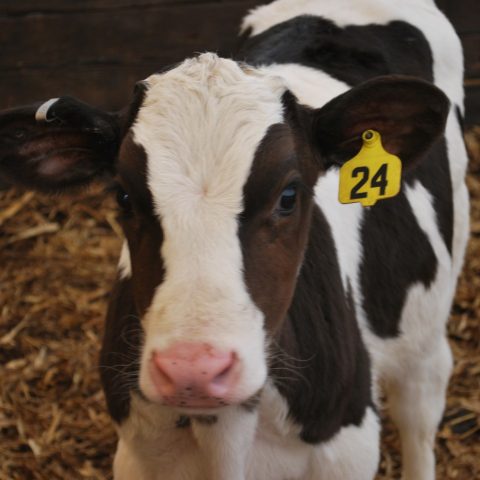 Close up of a black and white dairy calf