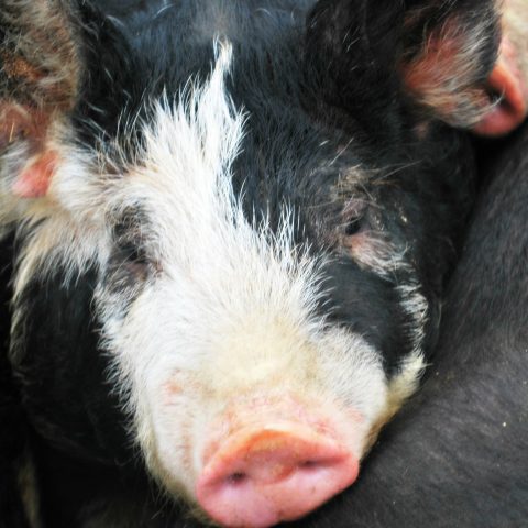 Closeup of a black and white pig's face