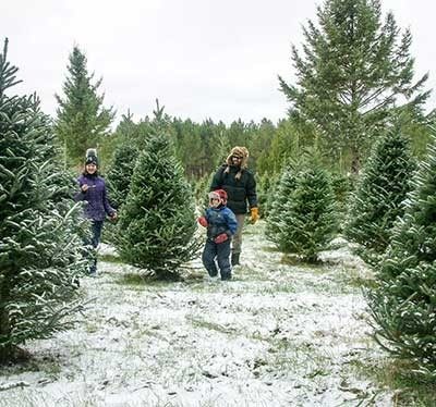 Snow dusted christmas trees growing in the field