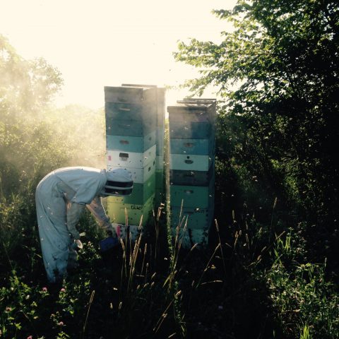 beekeeper working in his white protective suit