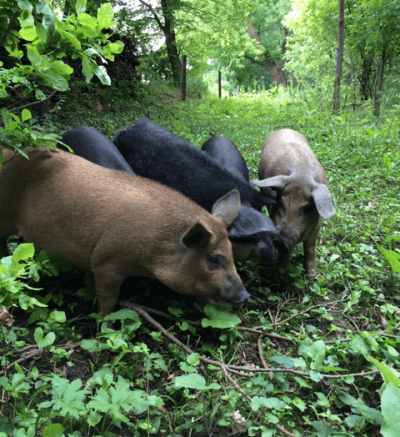 5 hogs in the woods chewing on sticks