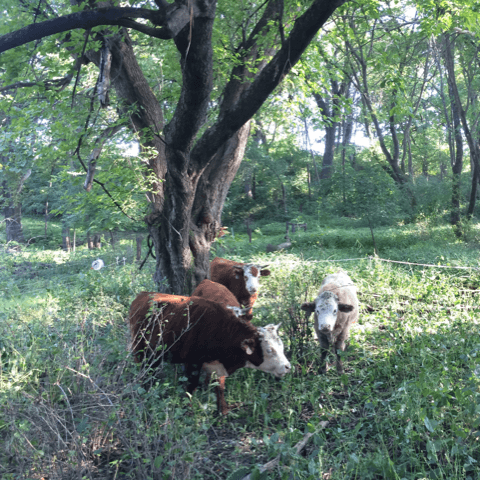 hereford steers in the pasture