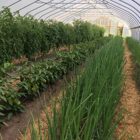 greenhouse of tall greens, tomatoes, and peppers