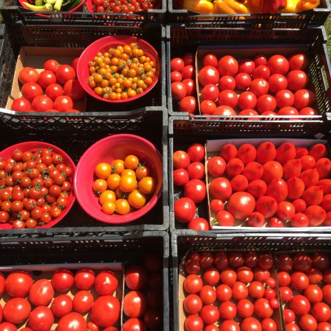 tomatoes in black crates