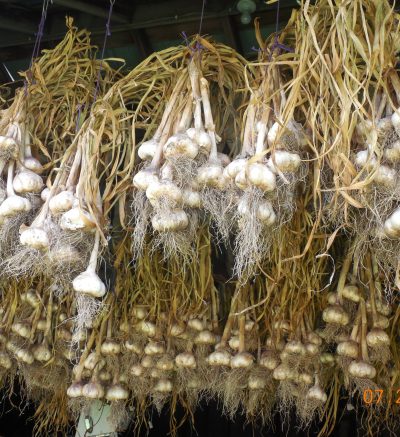 garlic hanging by purple rubber bands
