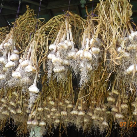 garlic hanging by purple rubber bands