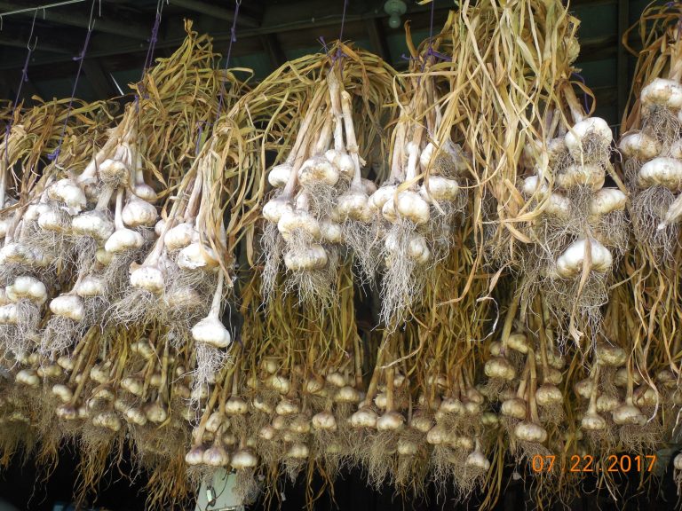 garlic hanging by purple rubber bands