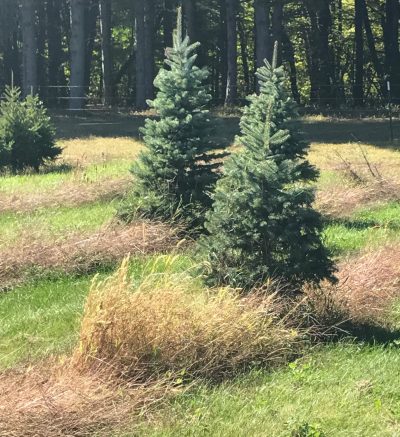 two evergreen trees