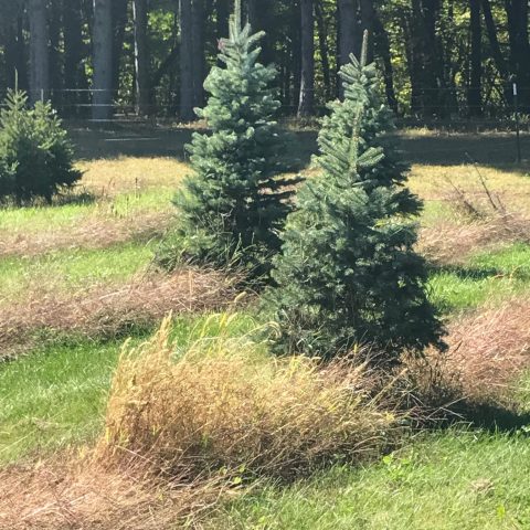 two evergreen trees