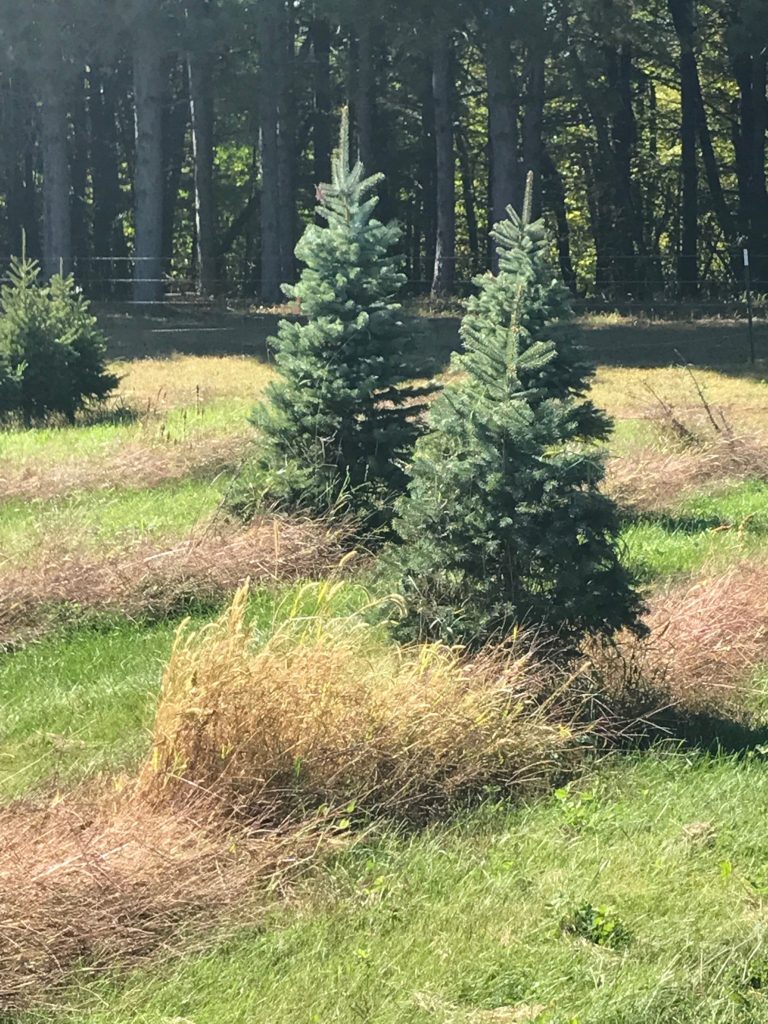 two evergreen trees