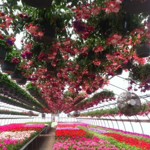 flowers in a greenhouse, hanging