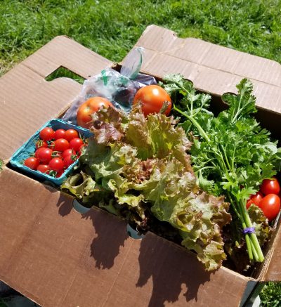 CSA box of greens and tomatoes