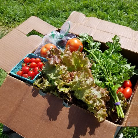 CSA box of greens and tomatoes