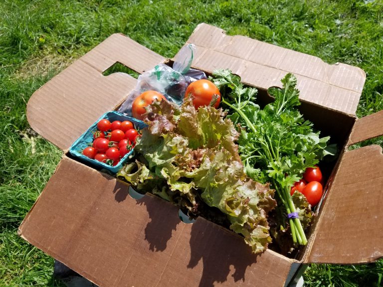 CSA box of greens and tomatoes