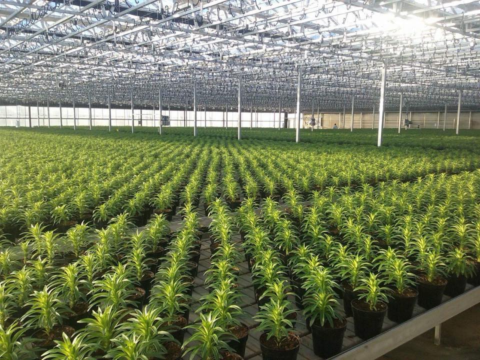 Green Valley Greenhouse Minnesota Grown