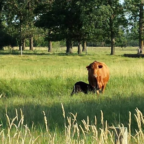 cow with calf in pasture