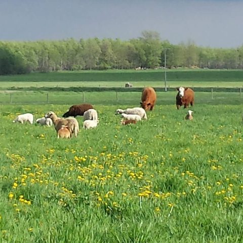 cows and sheep