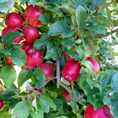 bright red apples on tree