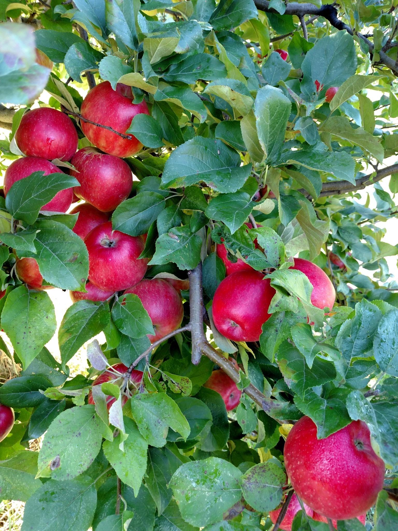 2018 02 22 Submitted JQ Fruit Farm apples Minnesota Grown