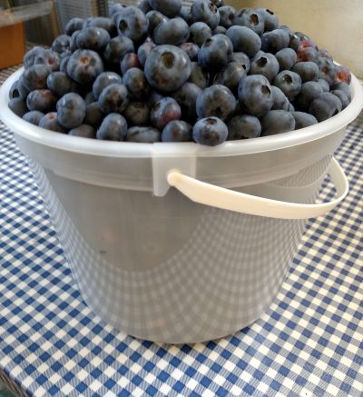 blueberries in a white bucket on a blue checkered table cloth