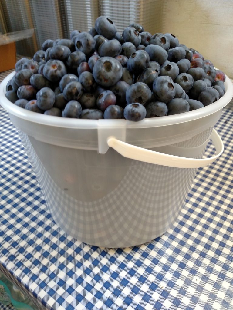 blueberries in a white bucket on a blue checkered table cloth