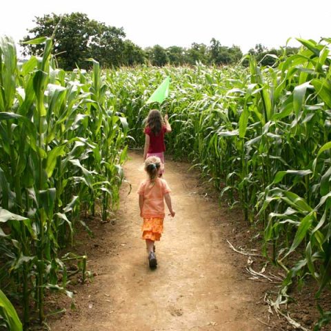kids going into the crop maze